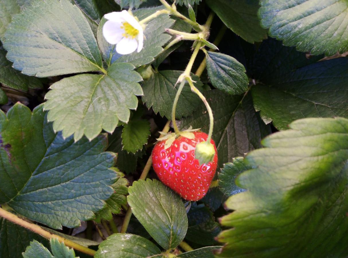 Fraisier, Hotel Artres - Valenciennes Querenaing ภายนอก รูปภาพ